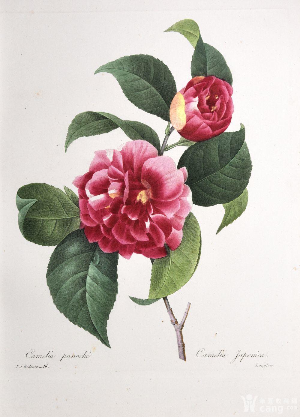 欧洲艺术大师蕾杜德花卉圣经1827年原版铜版画日本山茶