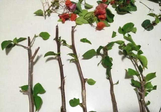 原创扦插三角梅这样的枝条最容易生根原来很多人都弄错了