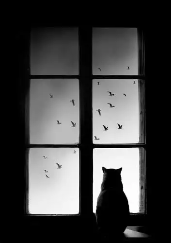 让人佩服"窗"给人的感受是一个开放的平台,通过窗可以了解外面的世界