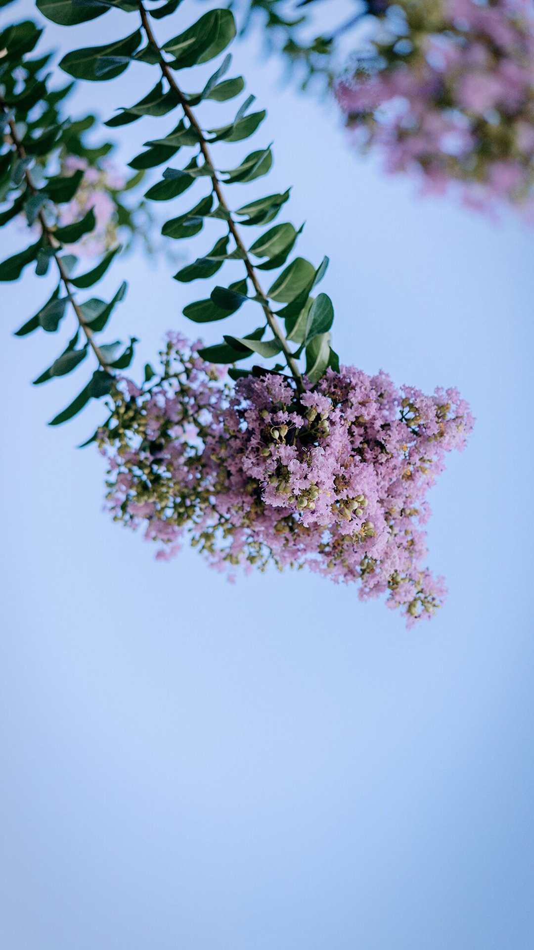 森系小清新风景手机壁纸图片