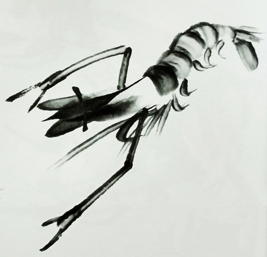 国画基础之画虾的步骤,虾的各种形态