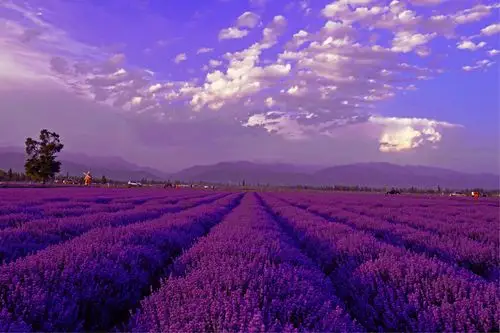 紫色怡人薰衣草如花海一般
