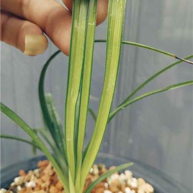 蕙兰新品1青蓝线中透艺15苗未见花