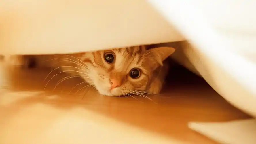 电脑壁纸 动物 超可爱的治愈系小猫咪