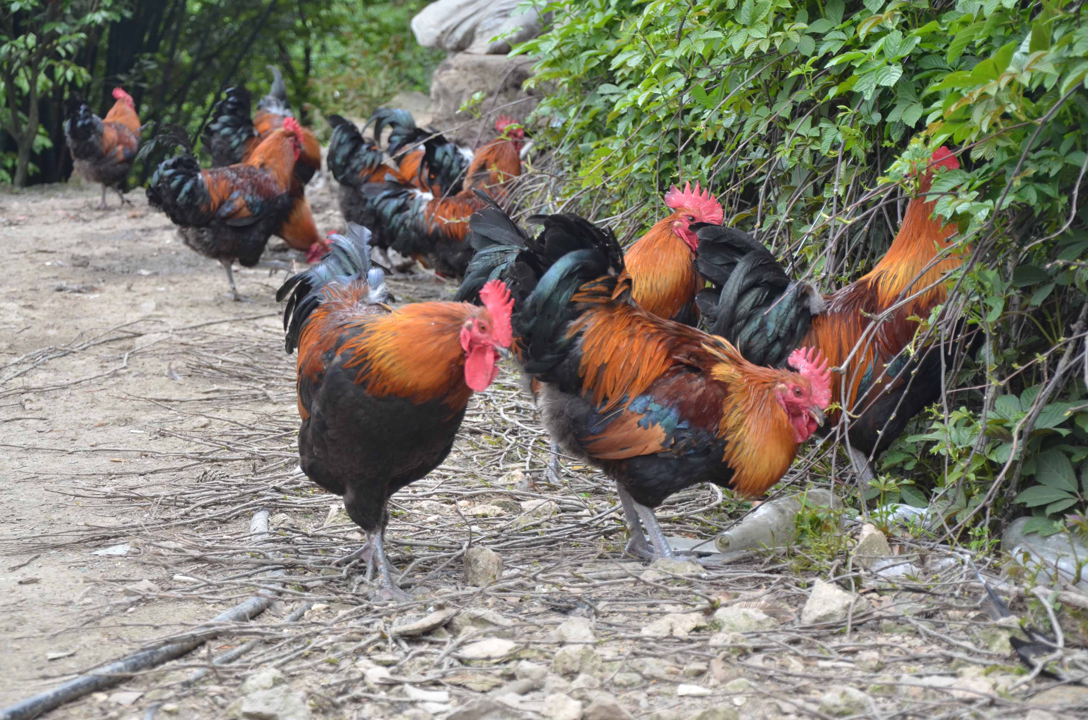 鲜特佳能够提供真正的原生态产品散养土鸡散养土鸡蛋鸡辣子
