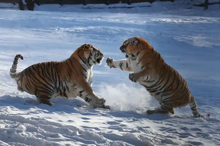 相互打斗,拳击是老虎们最常见的运动项目.