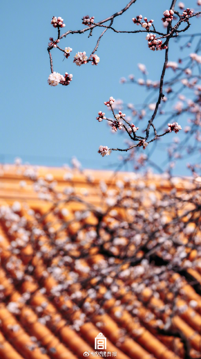 【唯美!#故宫发布杏花壁纸#】借暖风春水,照枝头新妆.