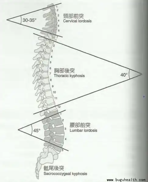 布骨医学科普不同角度看脊柱脊柱矢状面曲度的形成与测量