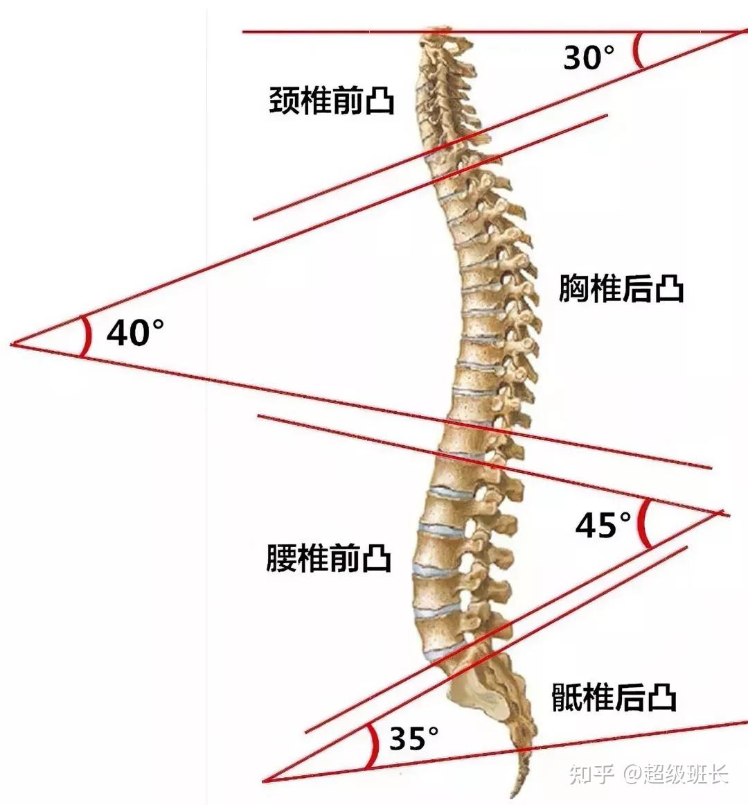 正常腰椎是直的还是弯的什么原因导致腰椎生理曲度发生了改变