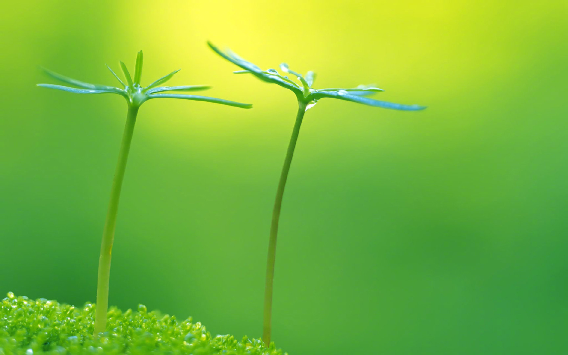 小清新绿色养眼植物桌面壁纸