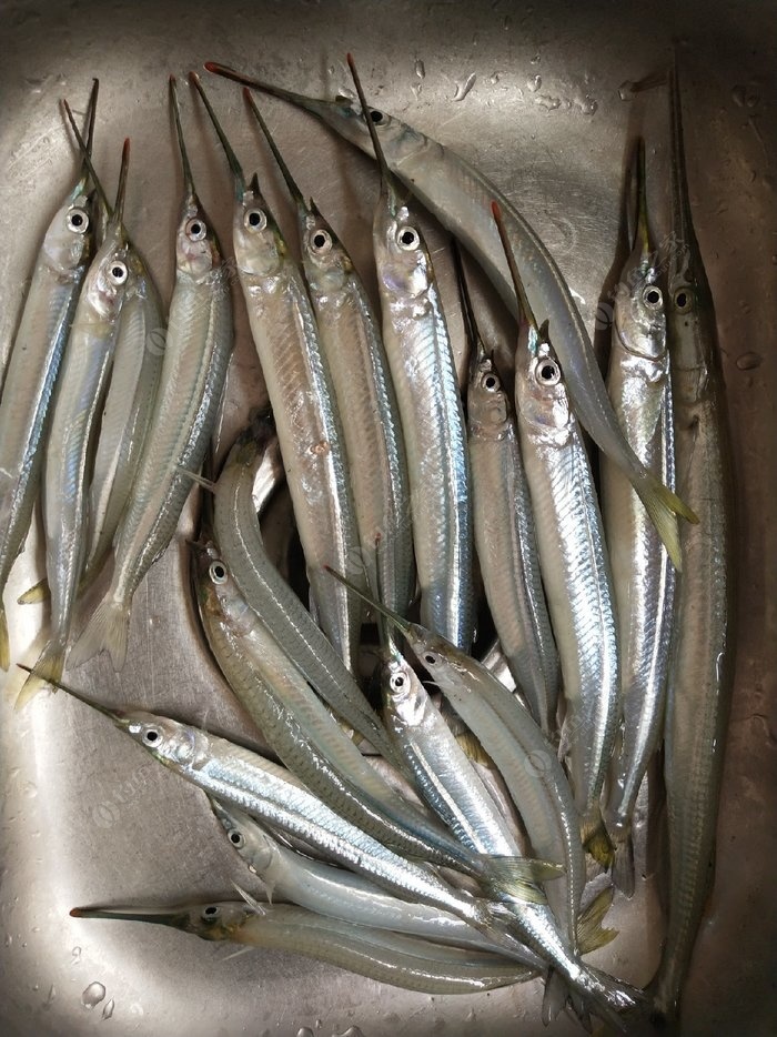 针鱼水针鹤针钓鱼钓组