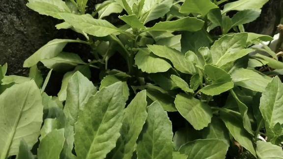 农村有很多这种草名叫云南白药是你们的怎么叫