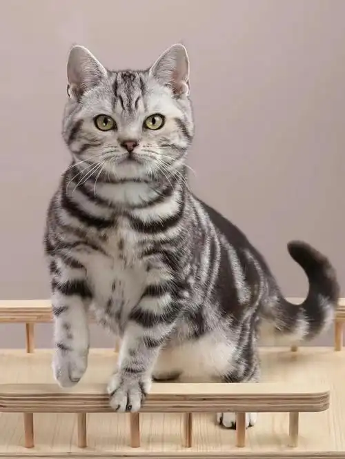 广州佛山猫舍78霸气双血统美短银虎斑弟弟