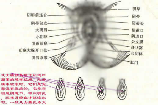 阴道口,尿道口,前庭,处女膜,由这些高低不平,形状凸凹的部位组成女性
