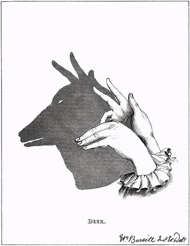 一秒变身影子魔术师!带宝宝足不出户逛"动物园"