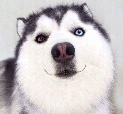 哈士奇头像高清 - 搜狗图片搜索