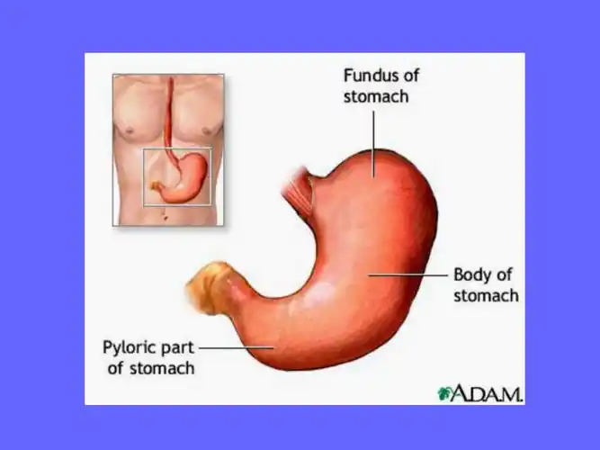 胃十二指肠疾病病人的护理