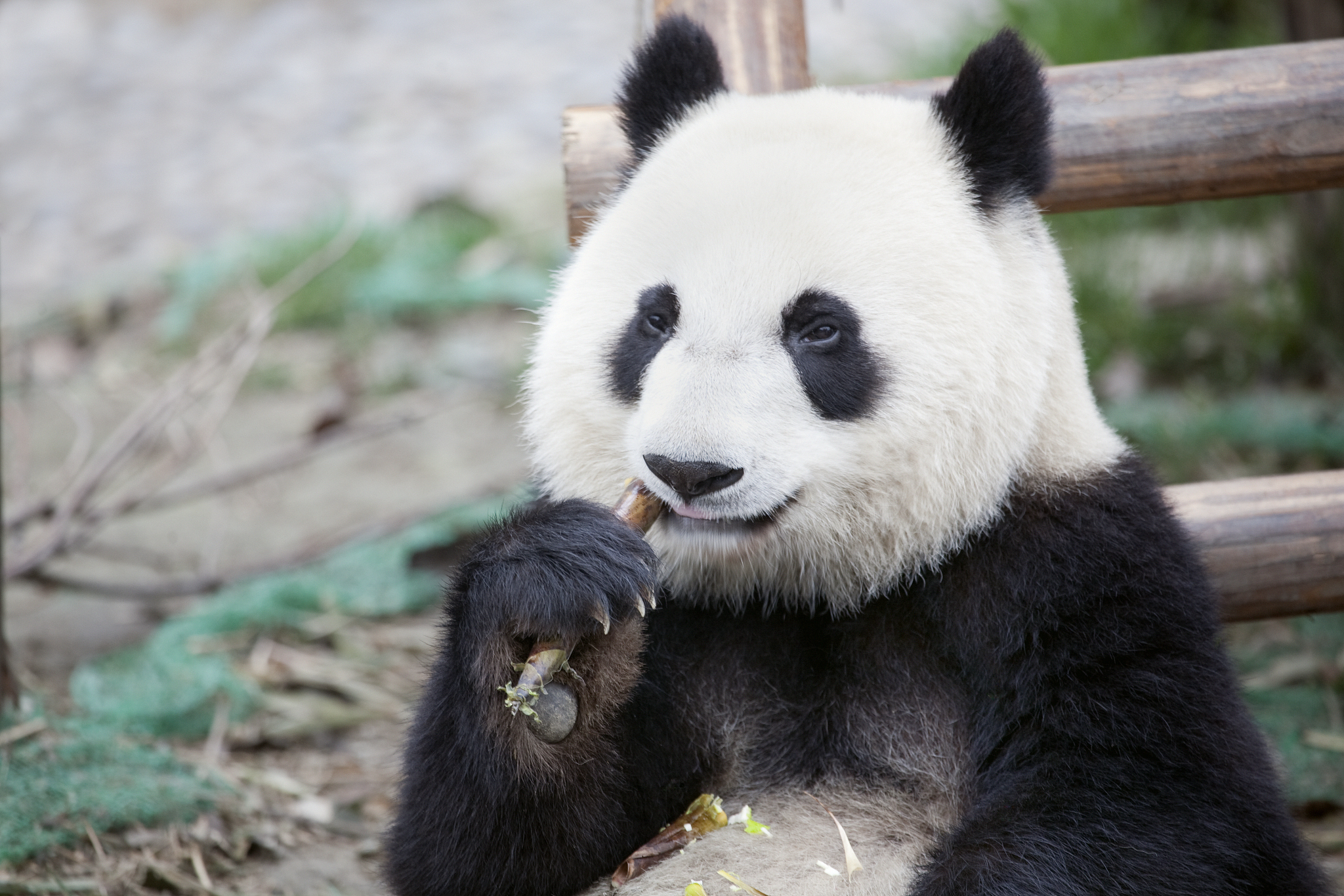 最近旅美大熊猫美香一家备受瞩目,成为了全国人民的宠儿!