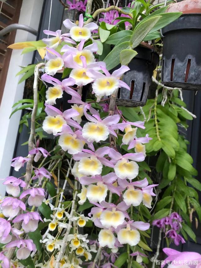 黄贝壳石斛花卉