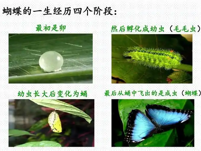 北斗星美术————周六早上美学启蒙班第一节课《可爱的毛毛虫》快来