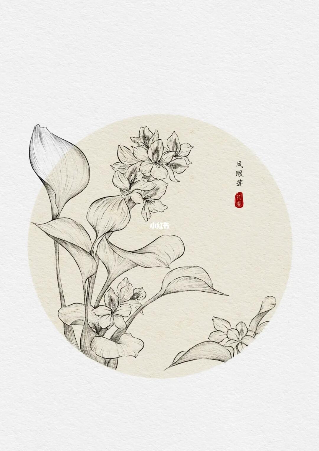 古风花卉植物线描练笔凤眼莲no930