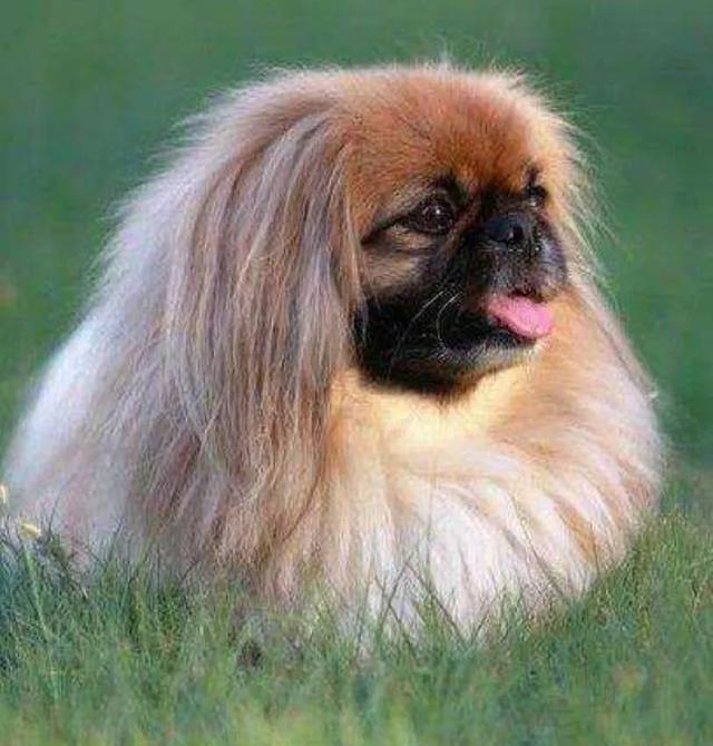 曾经的宫廷皇家犬京巴,为何落到没人养的地步,原因如此现实!