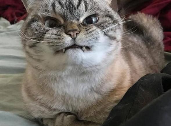 猫恨主人的10种表现随地大小便最让人无奈