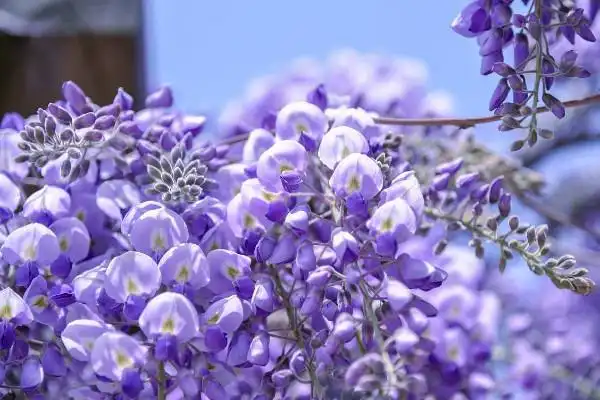 十大最香爬藤的花紫藤花和红婵花位列榜首