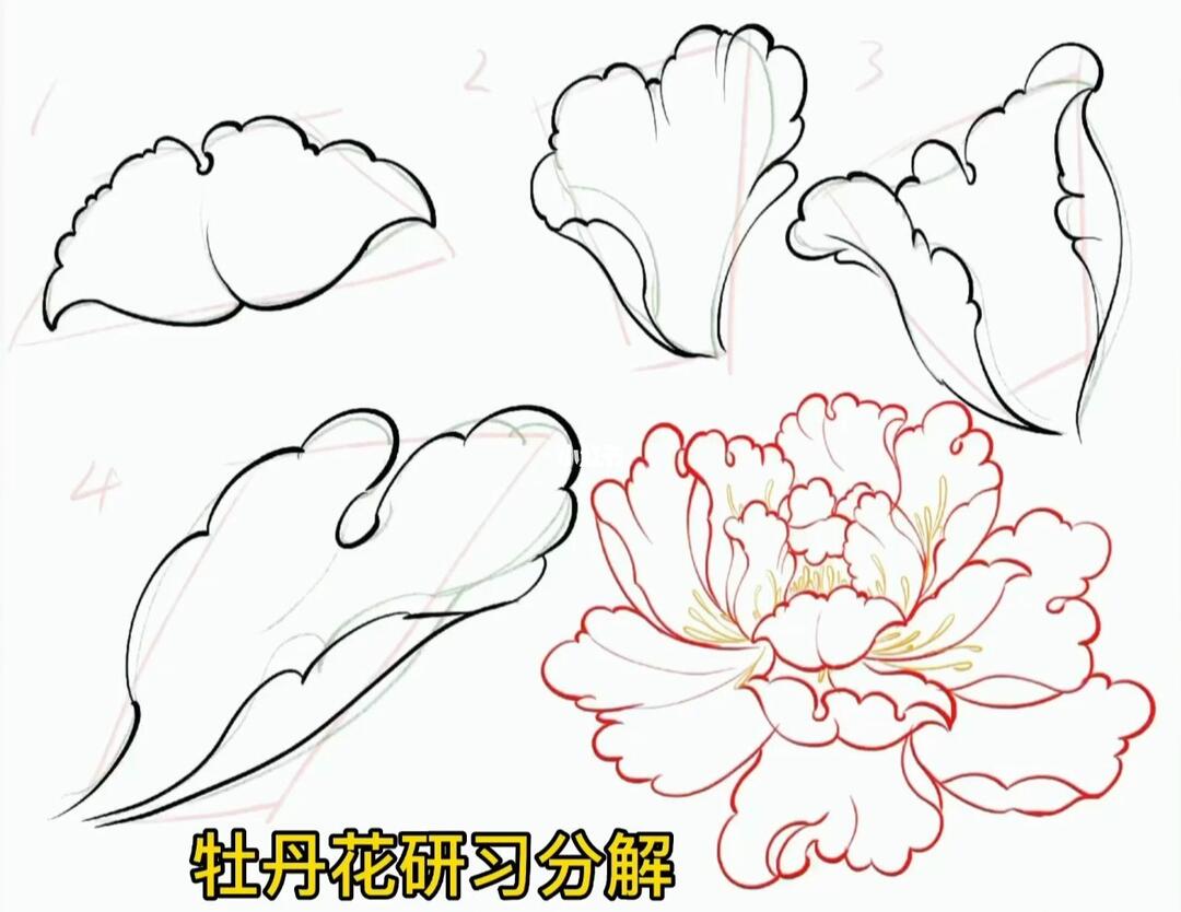 牡丹花画法