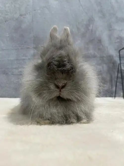蓝色长毛侏儒兔