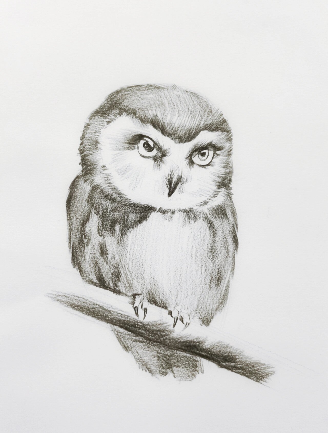 猫头鹰素描绘画步骤