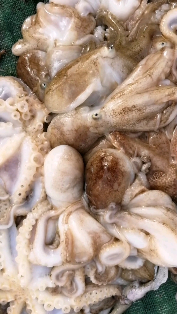 活八带鱼,大集上35元一斤.