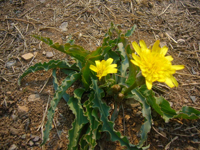 展开全部 这是鸦葱,根入中药.具有清热解毒,消肿散结之功效.