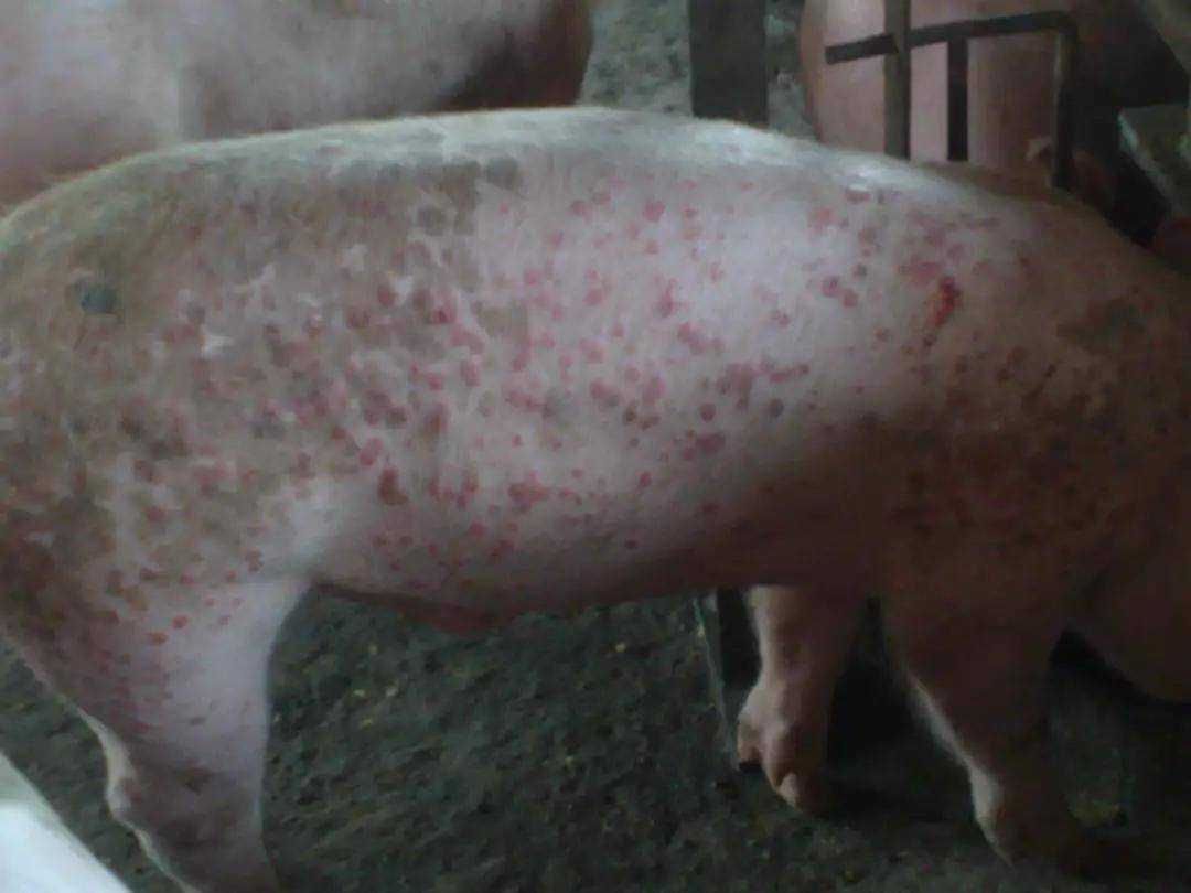 猪痘的症状及治疗方法,天气变暖养猪人要注意它!