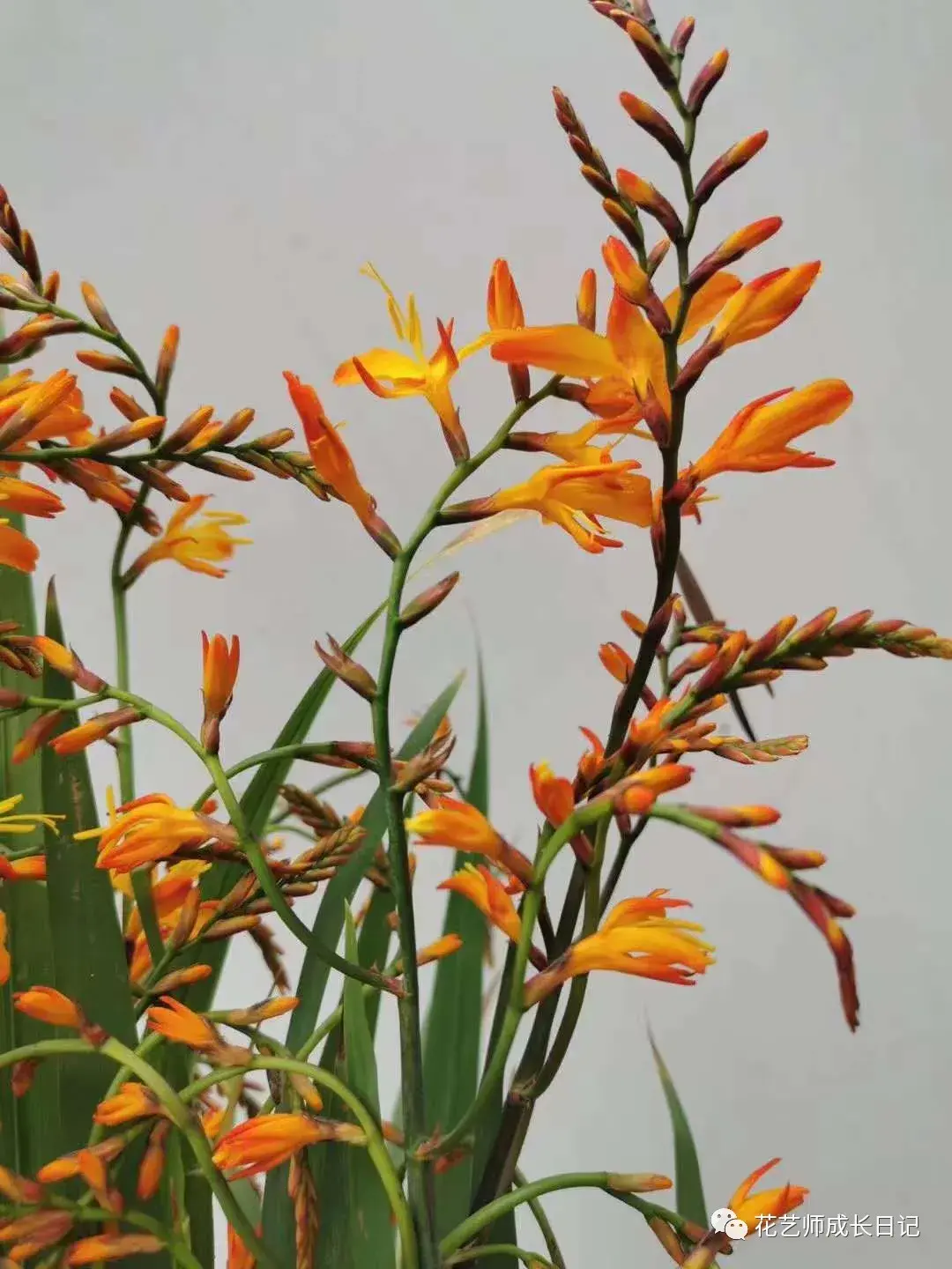 每日一花绚丽如火极尽灵动的火焰兰