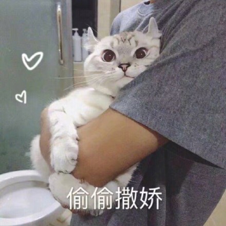 偷偷撒娇(猫咪)_猫咪_撒娇_偷偷表情