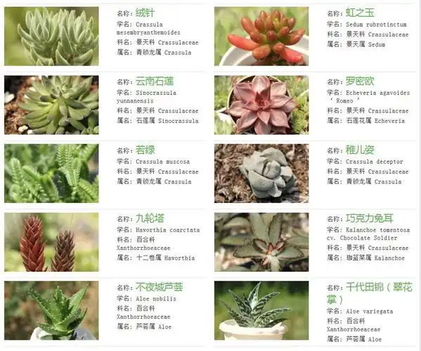 多肉植物图片与分类,名称