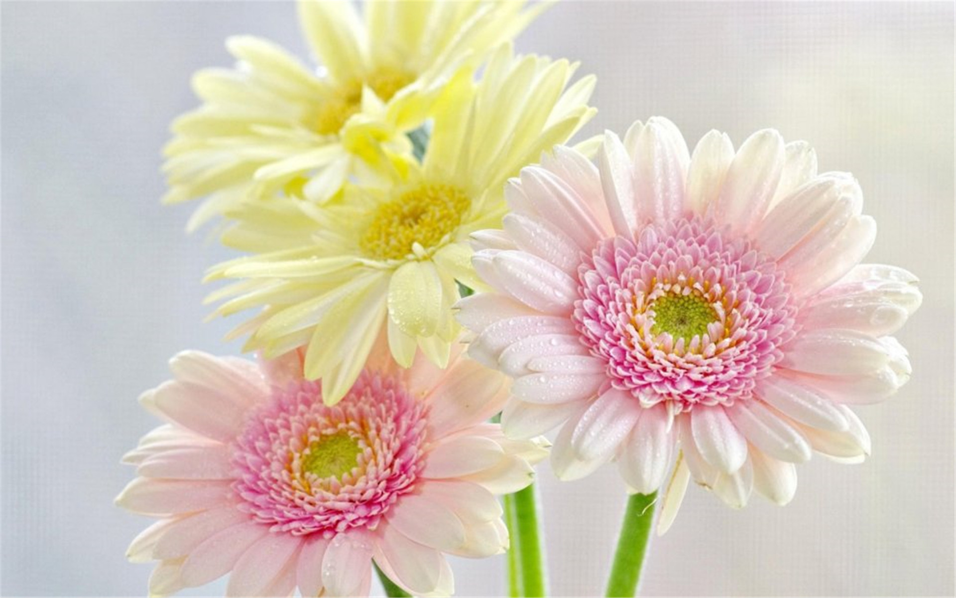 超好看的花朵植物高清电脑桌面壁纸下载