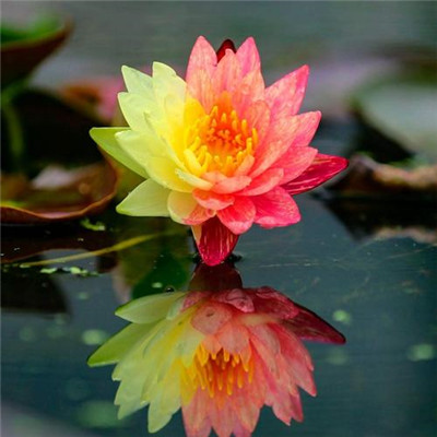 莲花图片头像大全 修行人静心修心莲花淡雅禅意图片头像_微信头像