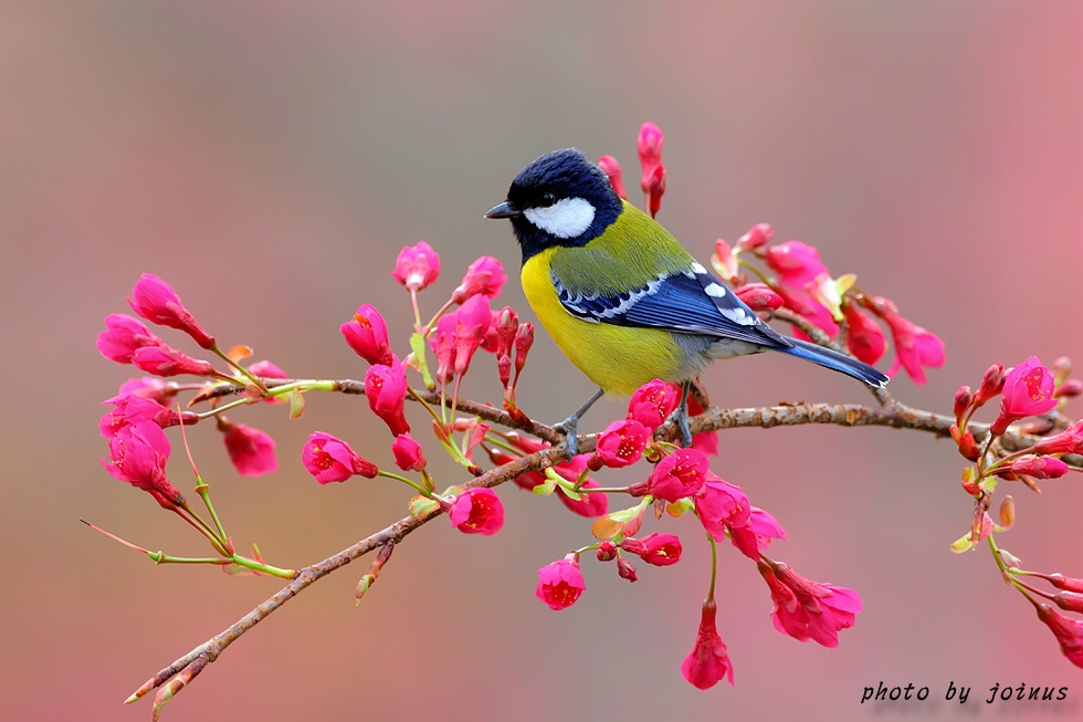 台湾斑翅鹛有梦最美精选花鸟图
