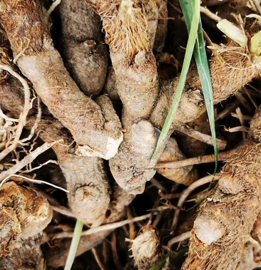 [知母片批发]鲜知母价格3.50元/公斤 - 一亩田