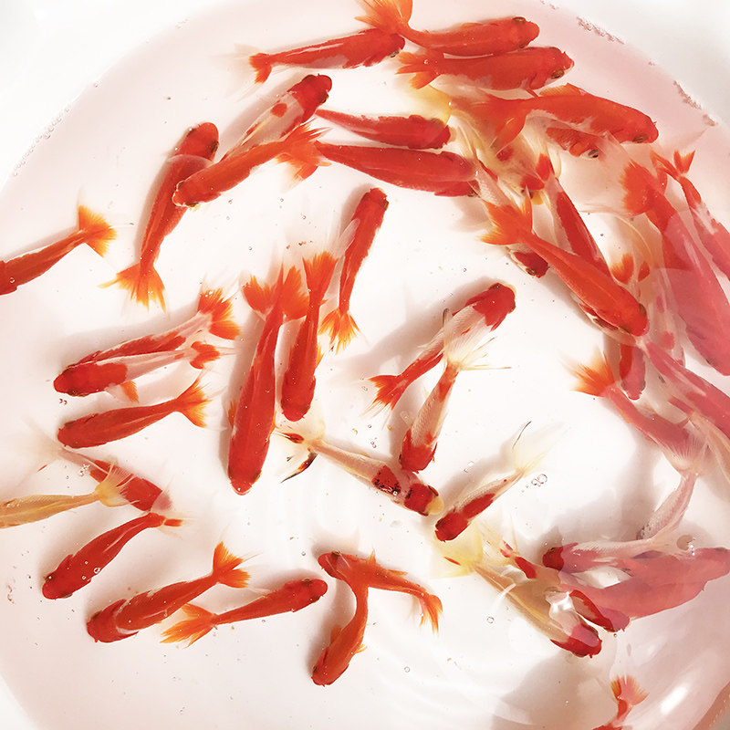 婺源荷包鲤元宝鲤红鲤鱼短身观赏鲤鱼招财鱼风水鱼锦鲤淡水冷水鱼