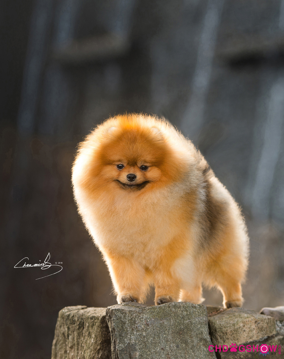 犬天下——博美犬威廉烂漫暖冬千禧秀