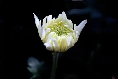 缅怀逝者图片菊花