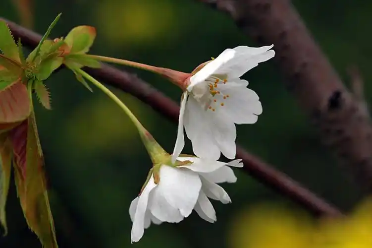 樱花,花朵,花卉,壁纸樱花花朵桌面壁纸