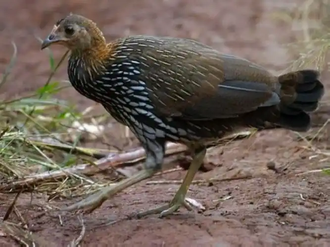 大黑山原鸡(母鸡}