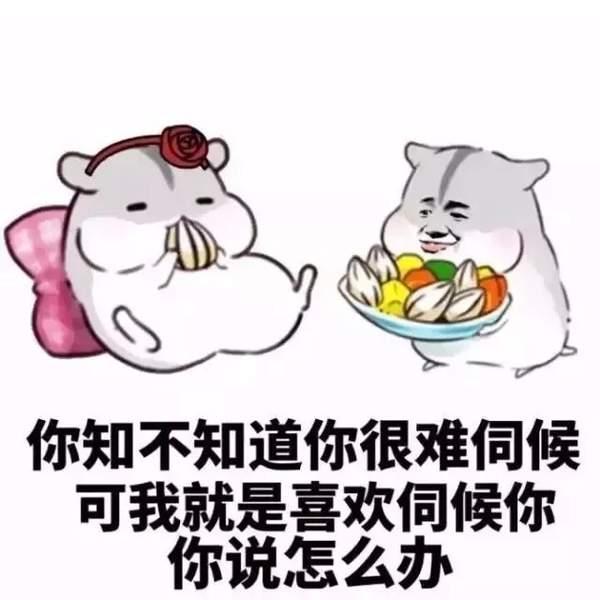 仓鼠哄女朋友必备表情包乖不闹了好不好