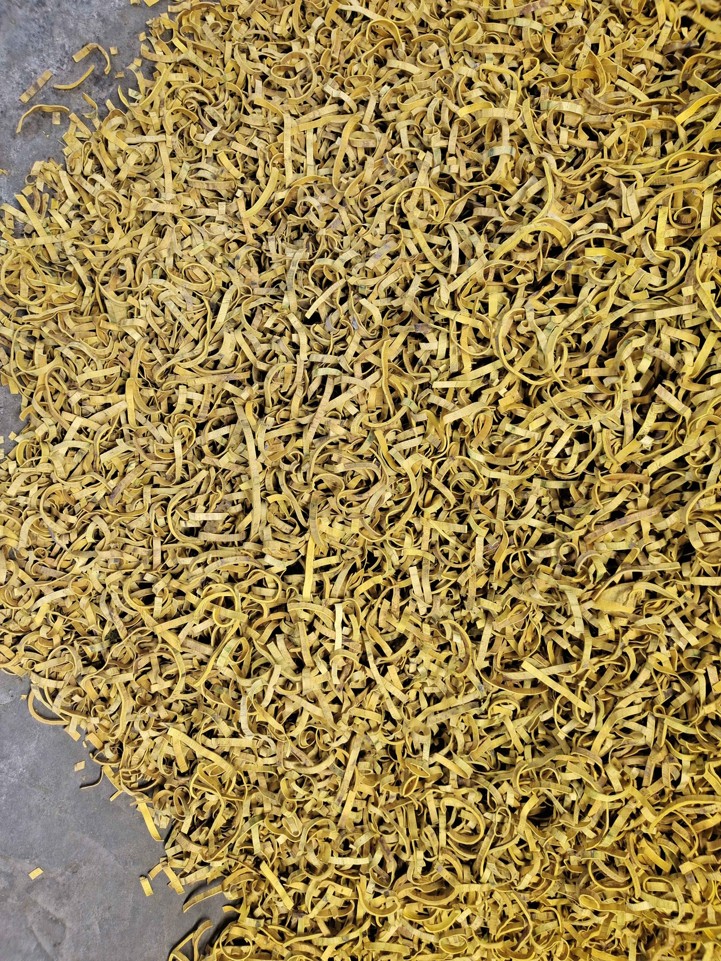 四川雅安市荥经县黄柏正在产新中, 产地正在进行鲜货加工中,目前价格