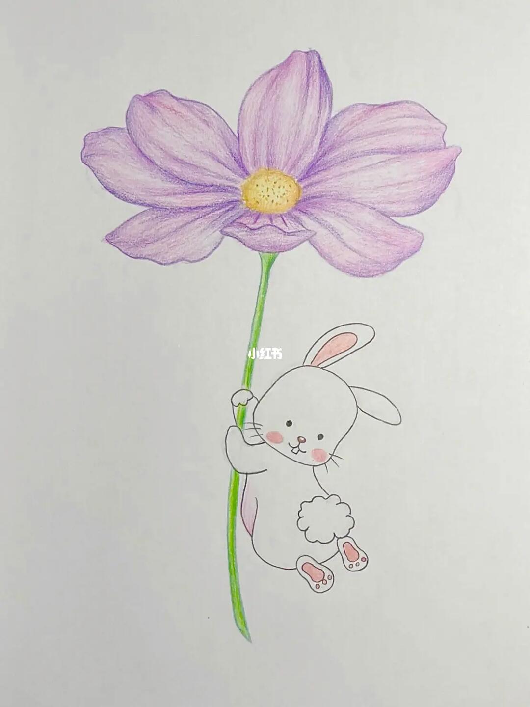 彩铅手绘小雏菊