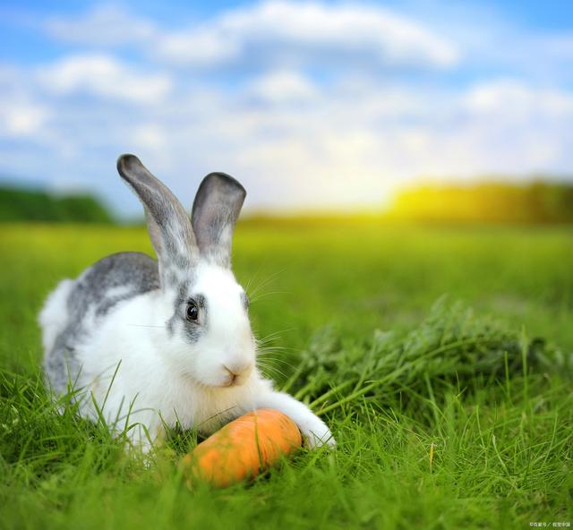 兔子繁殖之谜揭秘:他们是真的生育能手吗?